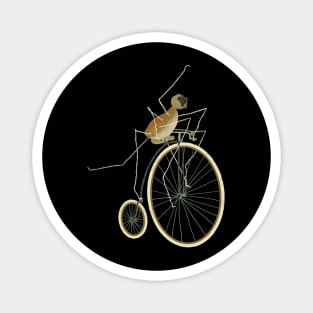 Daddy long legs Magnet